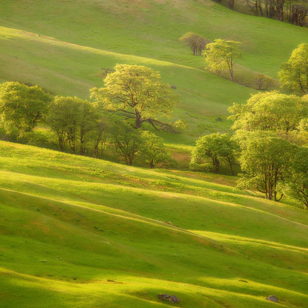 Обои трава, деревья, зелень, склон, холм, grass, trees, greens, slope, hill разрешение 2000x1333 Загрузить