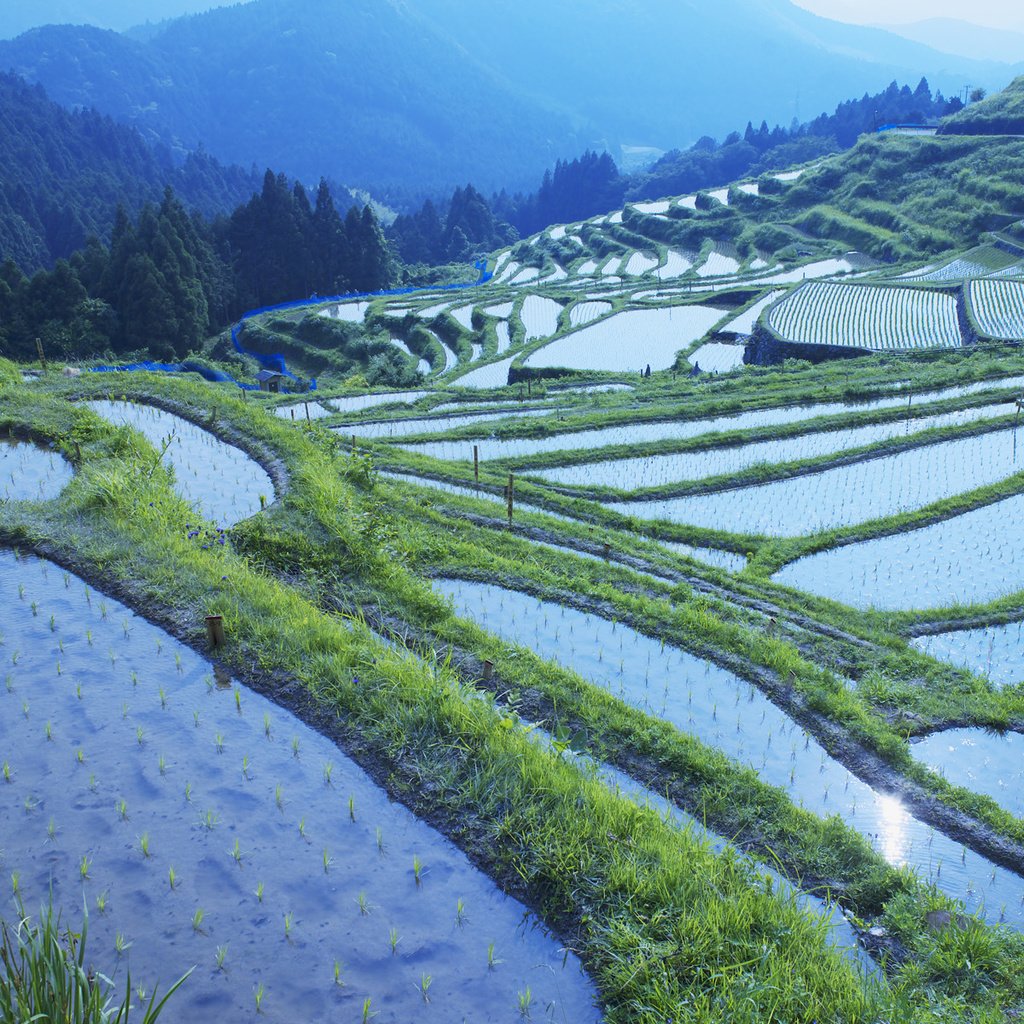 Обои рисовые поля, rice fields разрешение 1920x1200 Загрузить