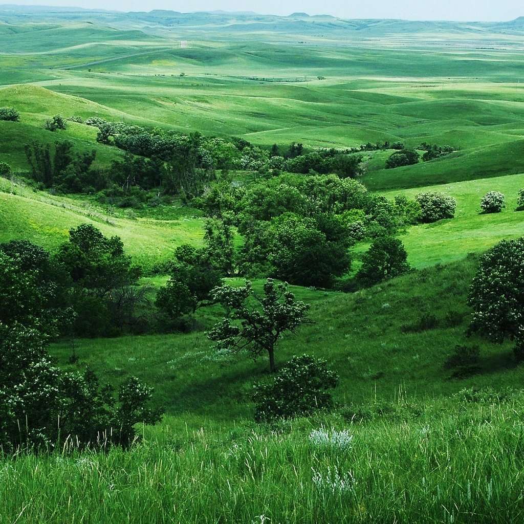 Обои трава, деревья, зелень, поля, grass, trees, greens, field разрешение 1920x1200 Загрузить