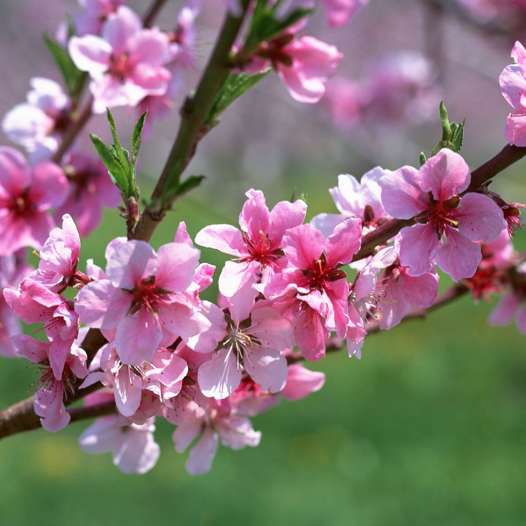 Обои цветы, ветка, макро, весна, розовый, абрикос, flowers, branch, macro, spring, pink, apricot разрешение 1920x1200 Загрузить