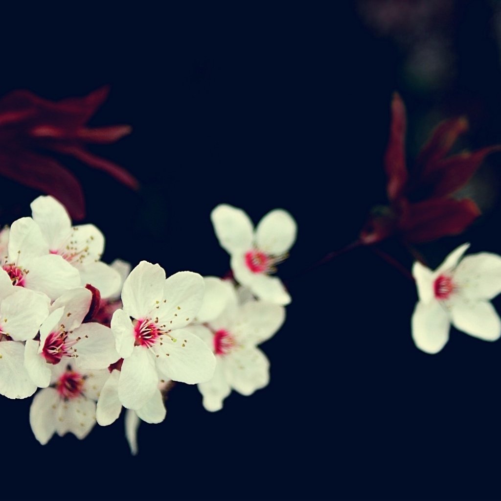 Обои цветы, ветка, вишня, сакура, белые, flowers, branch, cherry, sakura, white разрешение 1920x1200 Загрузить