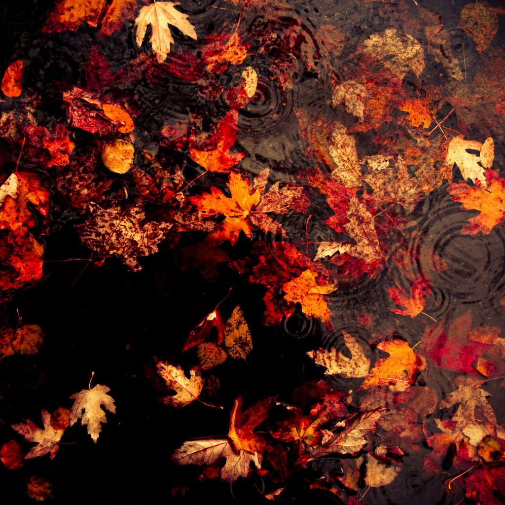 Осенние листья на черном фоне