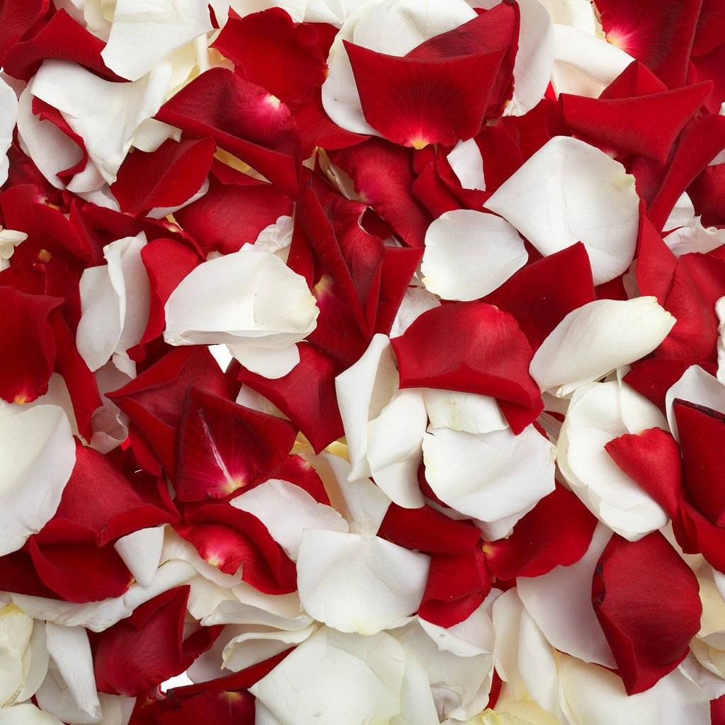 Обои роза, лепестки, красные, белые, rose, petals, red, white разрешение 3040x1900 Загрузить