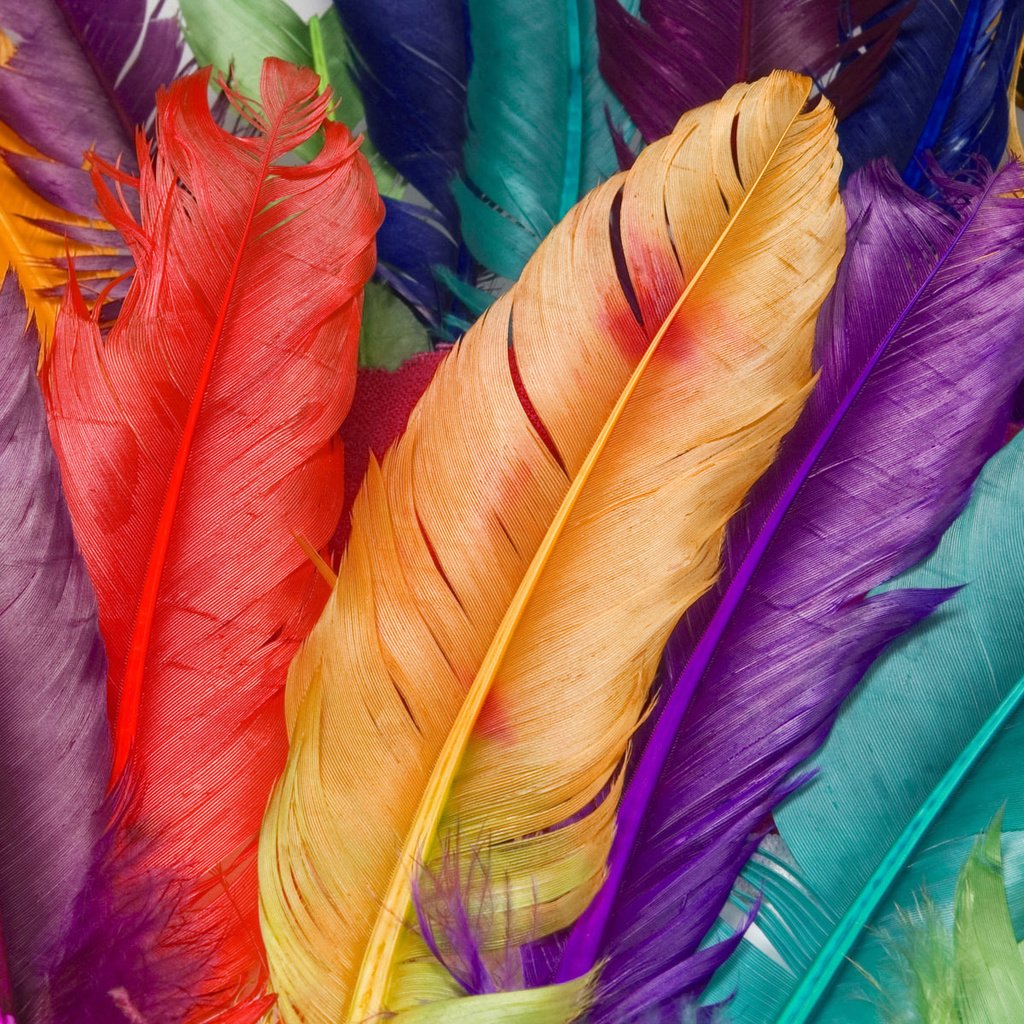 Обои макро, цвет, перья, macro, color, feathers разрешение 1920x1200 Загрузить