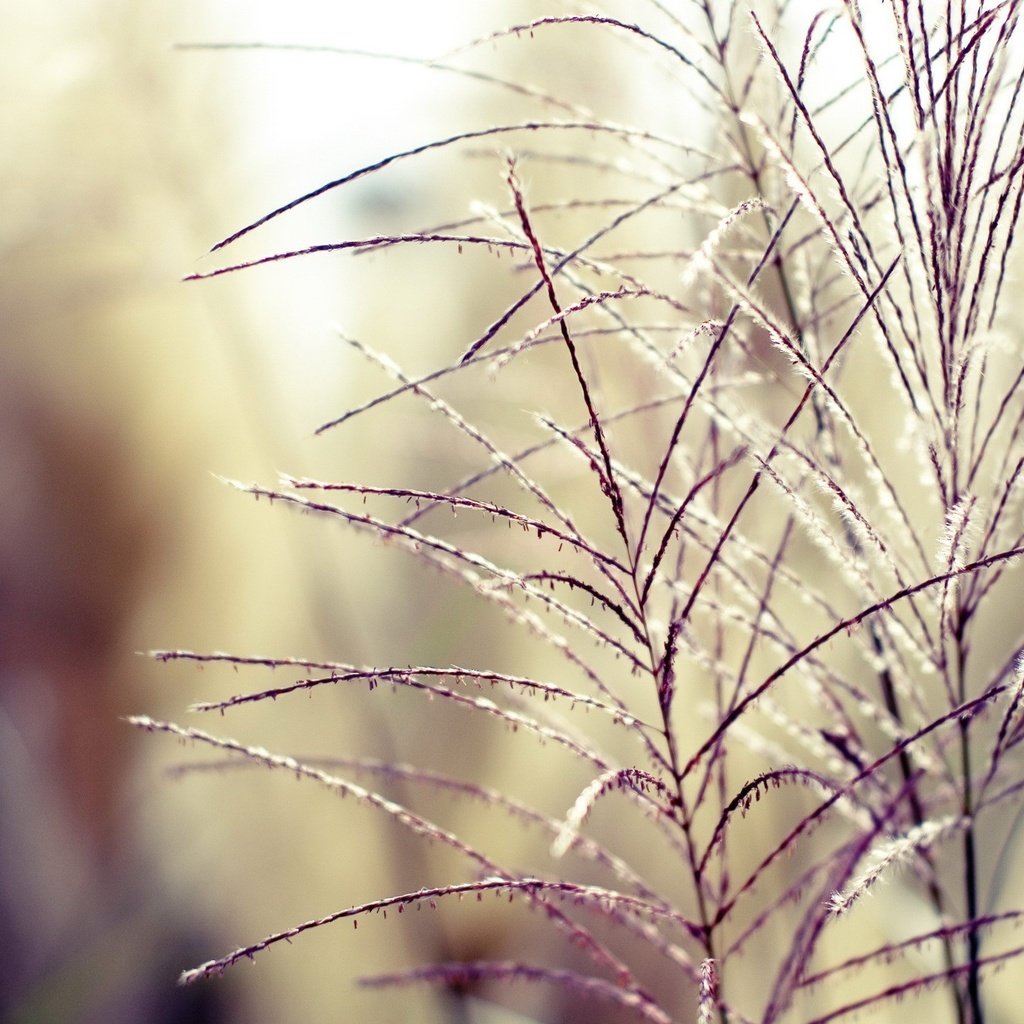 Обои трава, растения, фон, ветки, размытость, колоски, grass, plants, background, branches, blur, spikelets разрешение 1920x1440 Загрузить