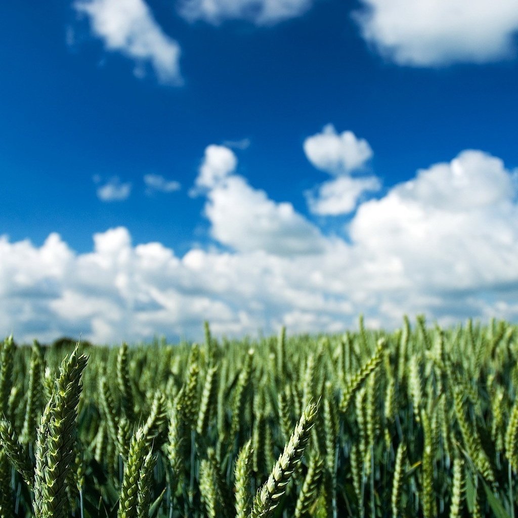 Обои облака, поле, колос, clouds, field, ear разрешение 1920x1200 Загрузить