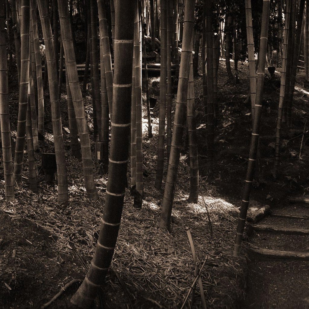 Обои лес, ступеньки, стволы, бамбук, сепия, forest, steps, trunks, bamboo, sepia разрешение 1920x1200 Загрузить