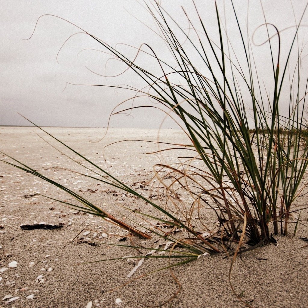 Обои трава, берег, песок, пляж, ракушка, grass, shore, sand, beach, shell разрешение 1920x1200 Загрузить