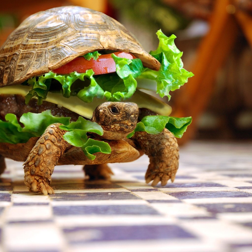 Обои животные, черепаха, бутерброд, юмор, овощи, animals, turtle, sandwich, humor, vegetables разрешение 3008x2000 Загрузить