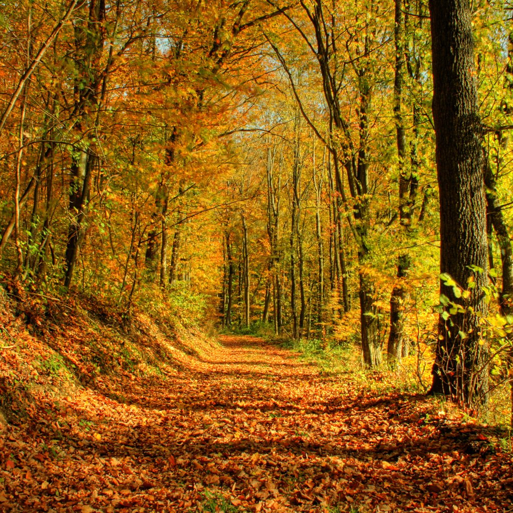 Обои деревья, лес, листья, осень, trees, forest, leaves, autumn разрешение 2560x1600 Загрузить