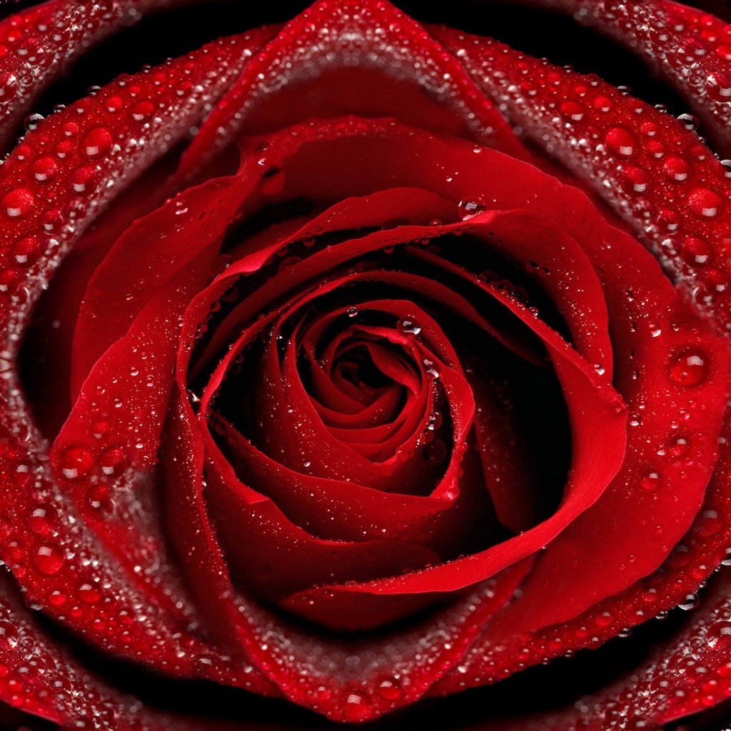 Обои макро, роса, капли, роза, лепестки, macro, rosa, drops, rose, petals разрешение 2560x1600 Загрузить