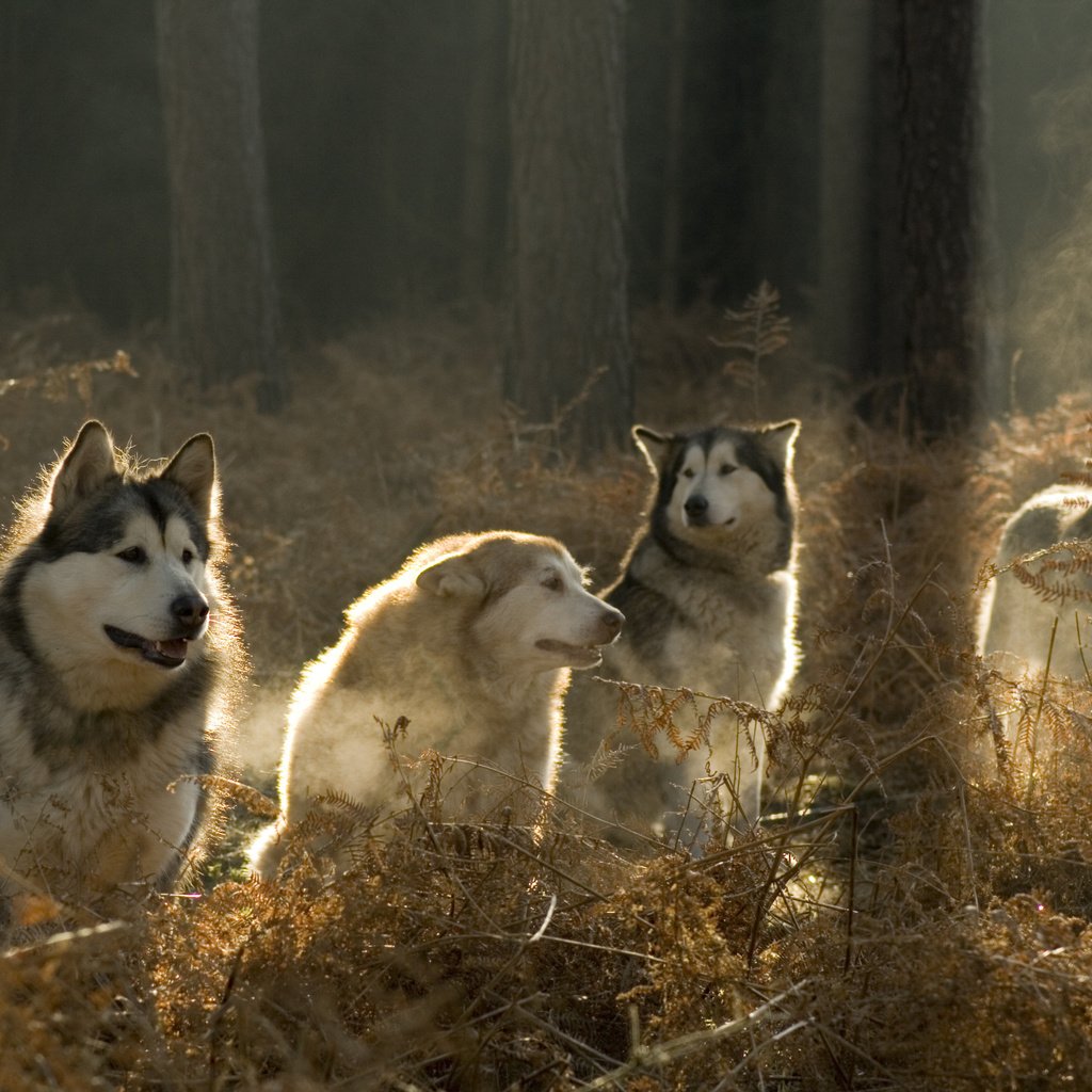 Обои солнце, лес, хаски, собаки, аляскинский маламут, the sun, forest, husky, dogs, alaskan malamute разрешение 3888x2592 Загрузить