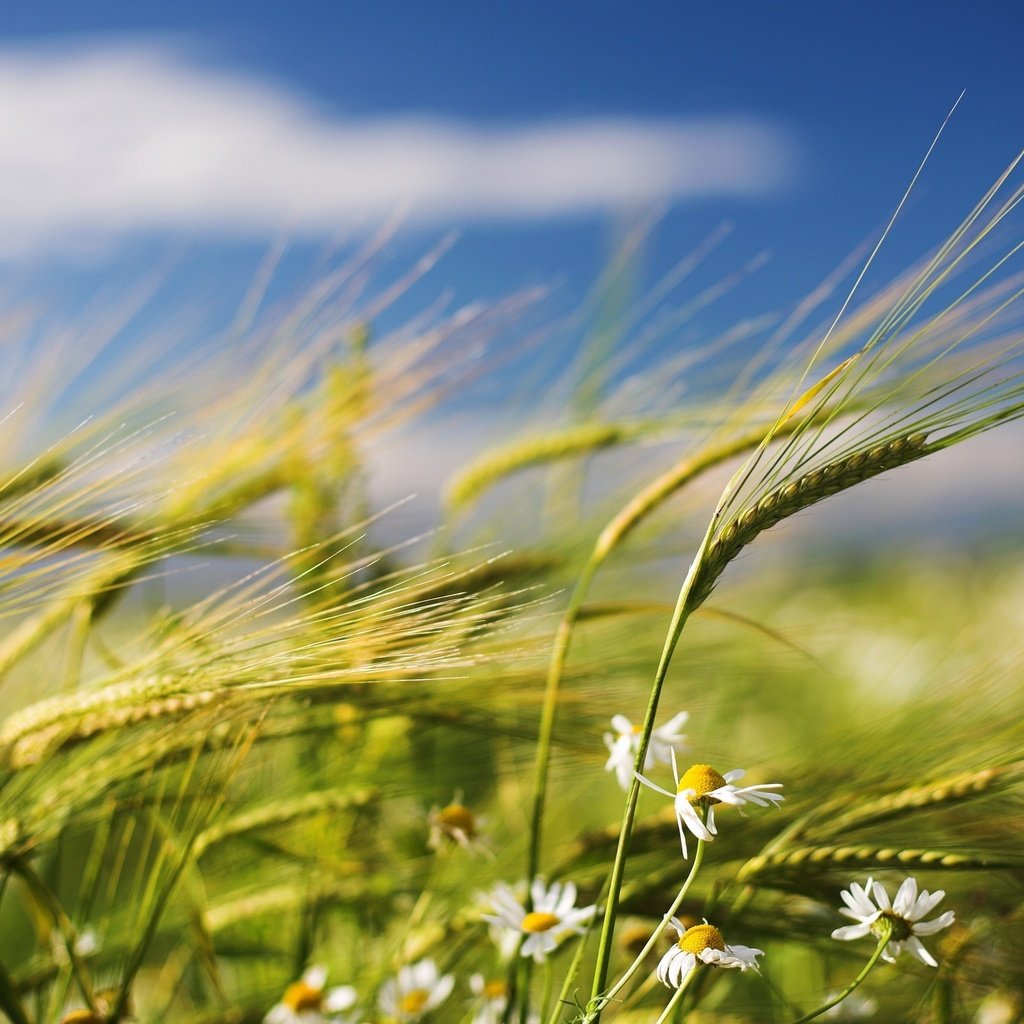 Обои цветы, поле, лето, пшеница, колоски, ромашки, ветер, flowers, field, summer, wheat, spikelets, chamomile, the wind разрешение 2560x1600 Загрузить