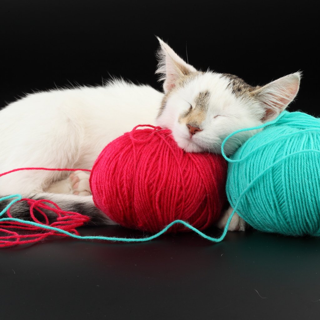 Обои кот, красный, голубой, клубки, cat, red, blue, balls разрешение 5616x3744 Загрузить