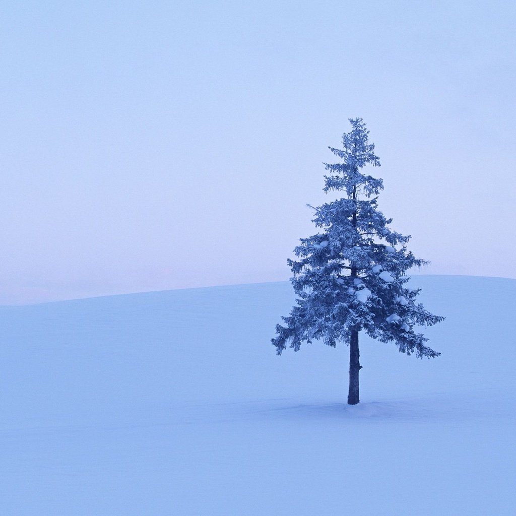 Обои снег, дерево, зима, snow, tree, winter разрешение 1920x1200 Загрузить