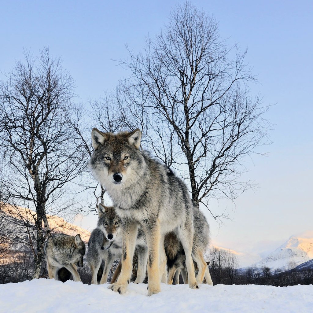 Обои зима, взгляд, волк, winter, look, wolf разрешение 1920x1200 Загрузить