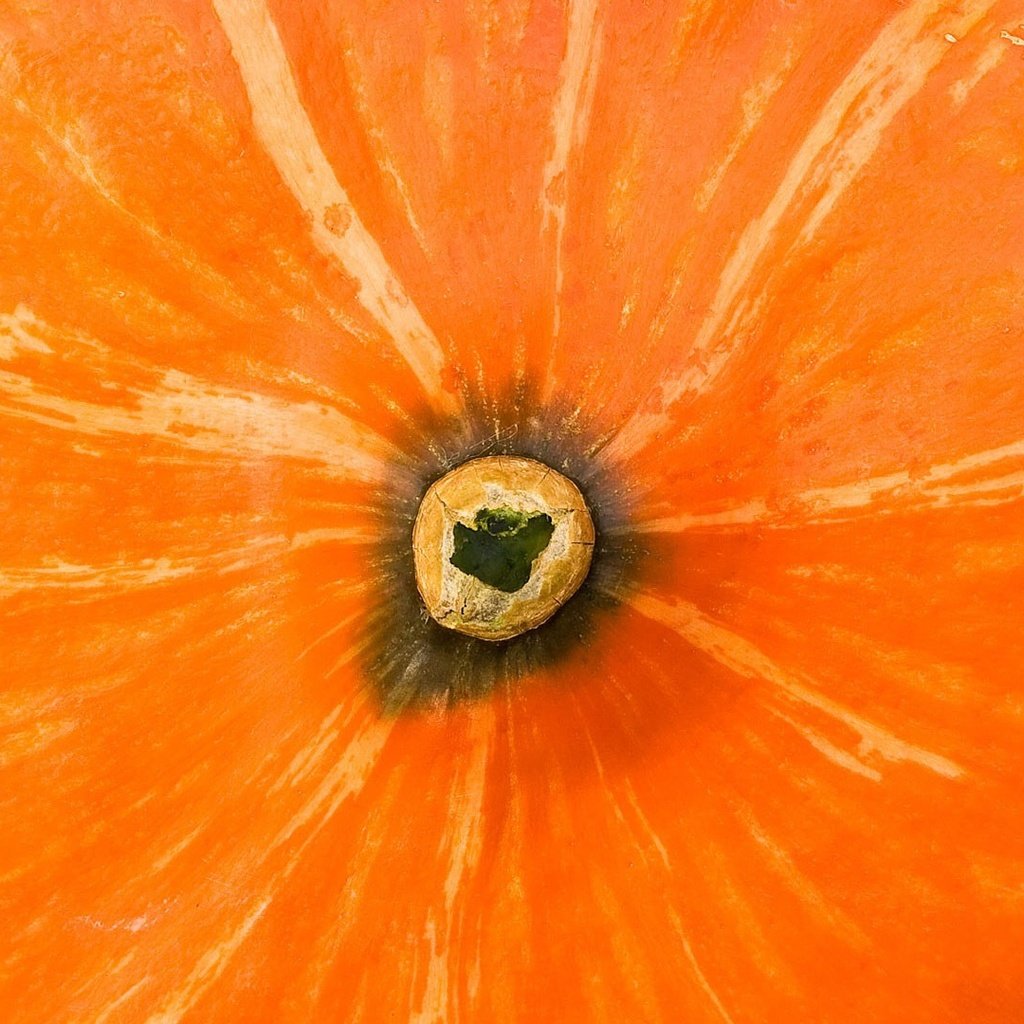 Обои попа, оранжевая, тыква, ass, orange, pumpkin разрешение 1920x1080 Загрузить