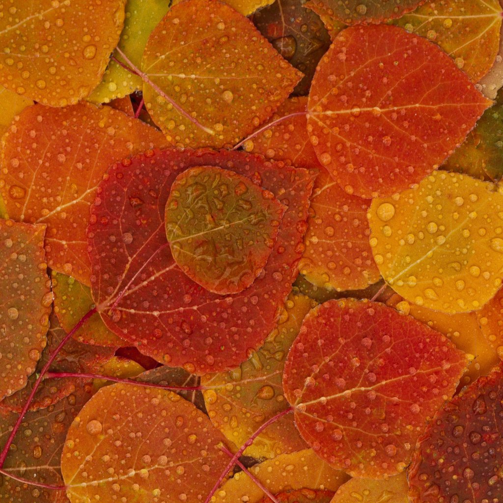 Обои листья, капли, осень, leaves, drops, autumn разрешение 2560x1600 Загрузить