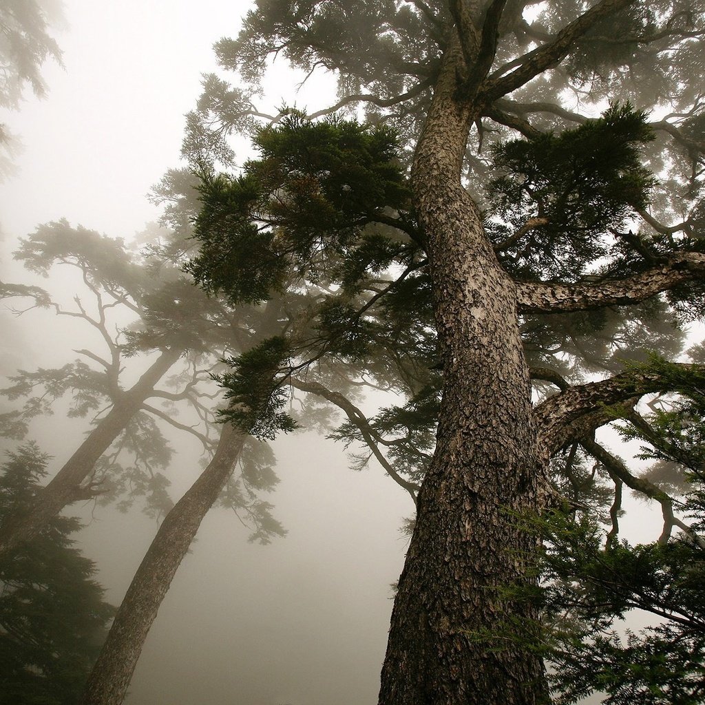 Обои дерево, туман, ствол, сосна, вид снизу, tree, fog, trunk, pine, bottom view разрешение 1920x1200 Загрузить