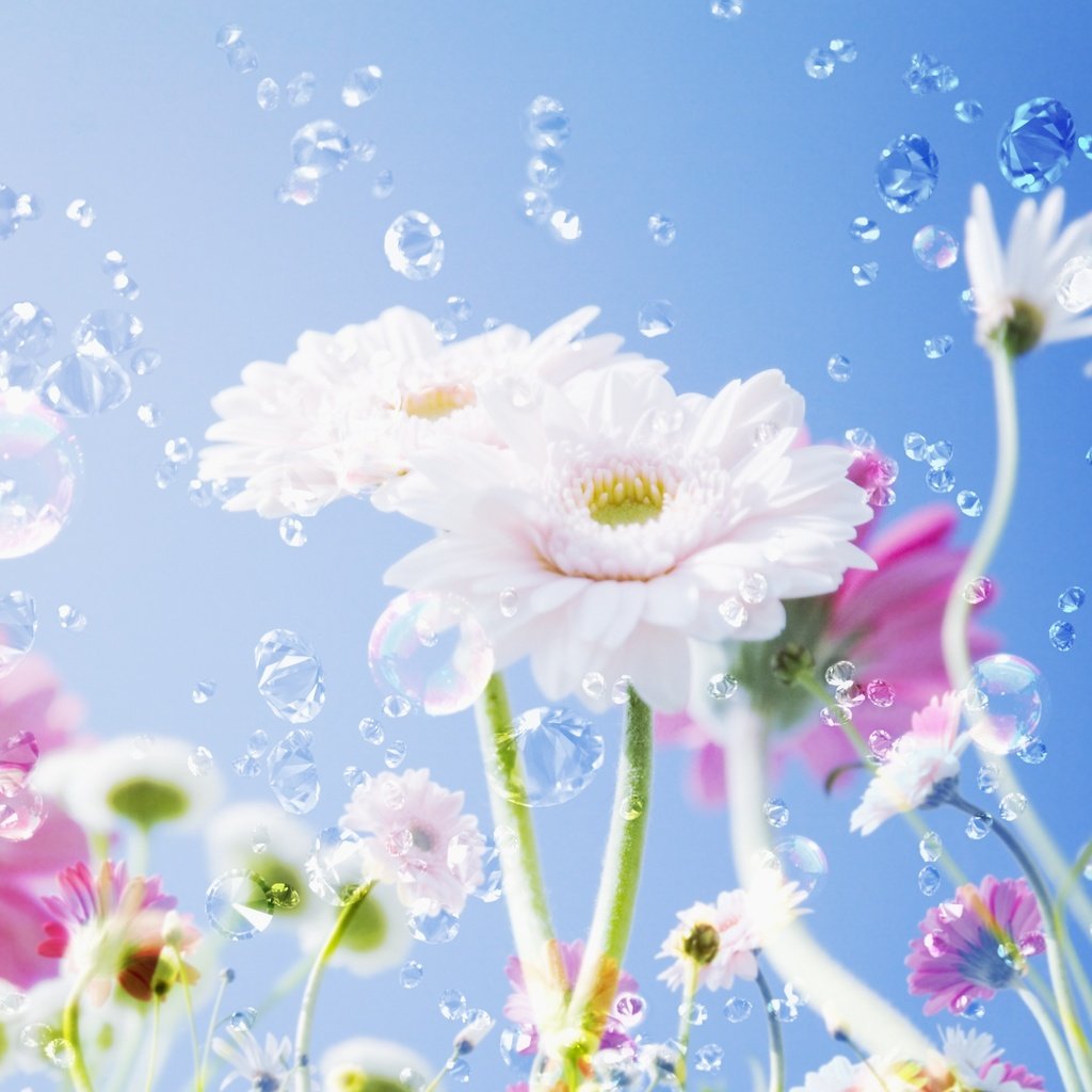 Обои небо, цветы, капли, the sky, flowers, drops разрешение 2950x2094 Загрузить