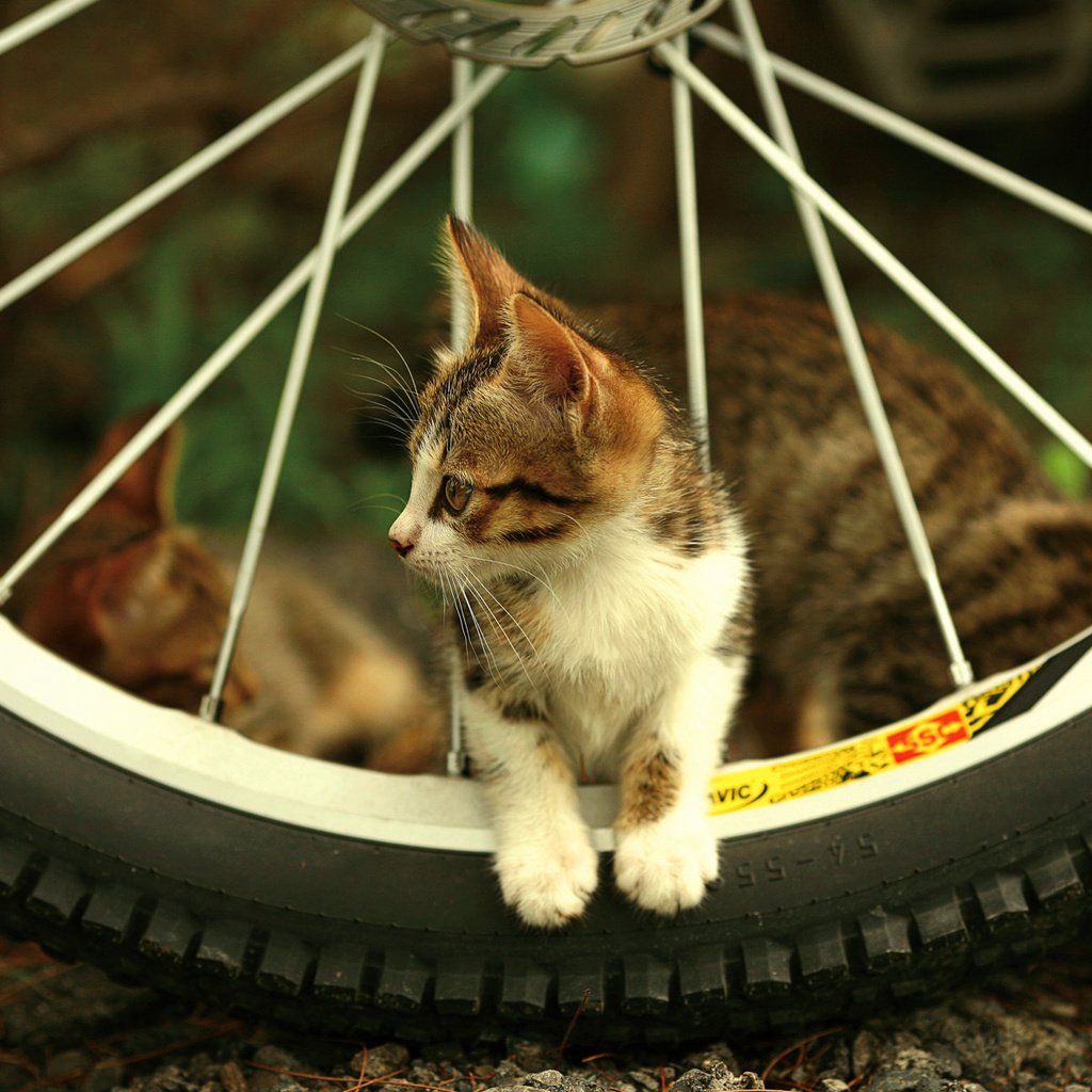 Обои взгляд, котенок, колесо, спицы, look, kitty, wheel, spokes разрешение 1920x1200 Загрузить