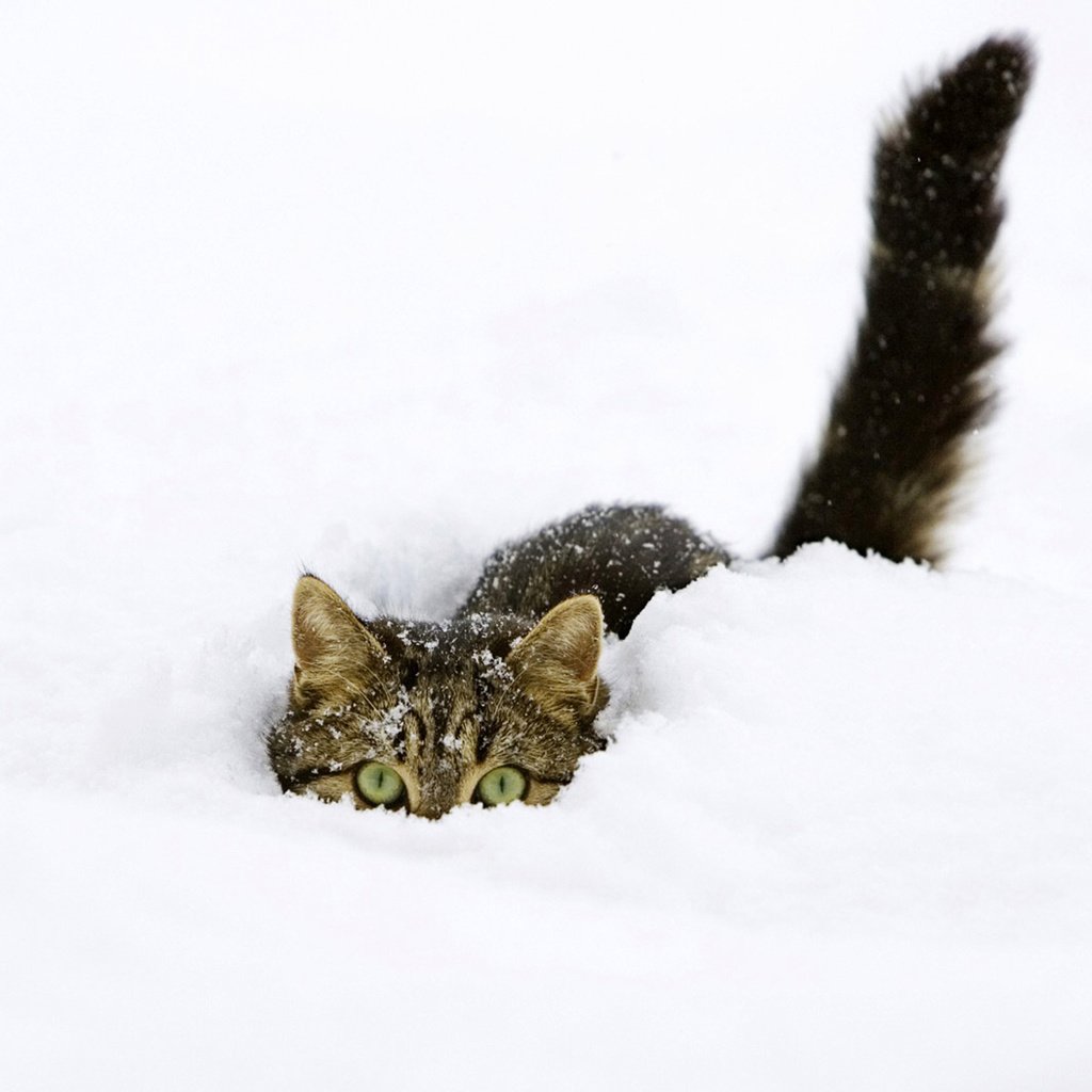 Обои снег, зима, кот, прячется, snow, winter, cat, hiding разрешение 1920x1200 Загрузить