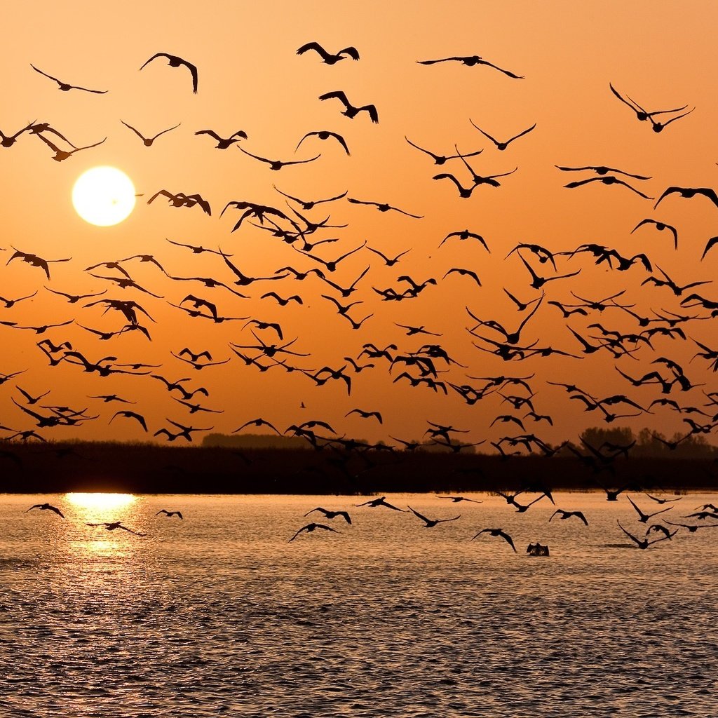 Обои озеро, закат, птицы, стая, lake, sunset, birds, pack разрешение 1920x1061 Загрузить