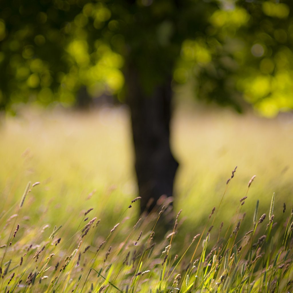 Обои трава, дерево, поле, grass, tree, field разрешение 4368x2912 Загрузить