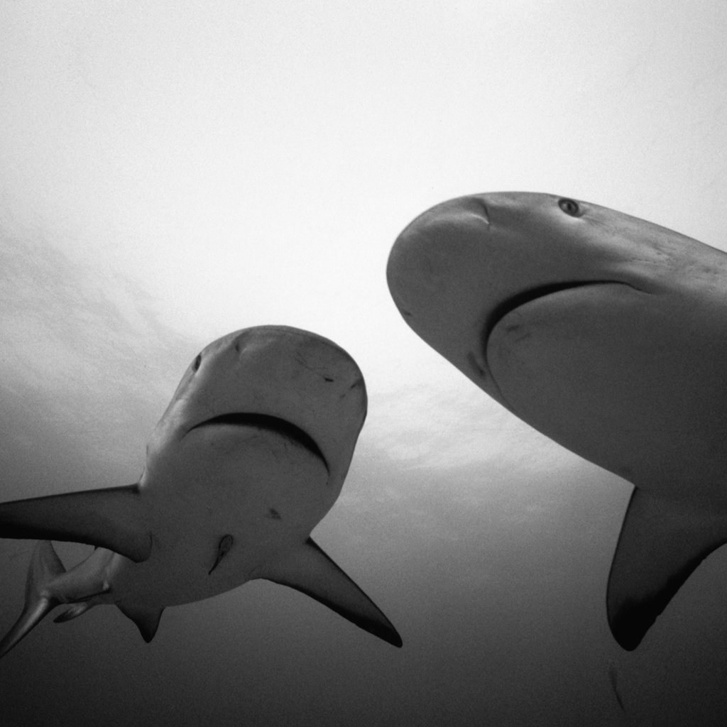 Обои чёрно-белое, белая, акула, подводный мир, hq, черно- белый, black and white, white, shark, underwater world разрешение 3442x2278 Загрузить