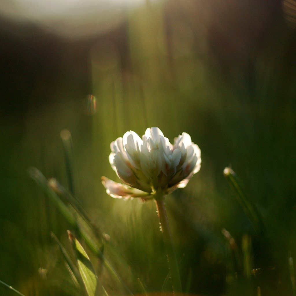 Обои трава, цветок, лето, луг, полевой, grass, flower, summer, meadow, field разрешение 2560x1600 Загрузить