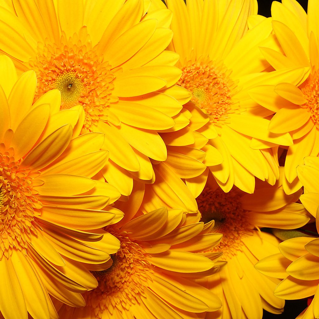 Обои цветы, фон, желтые, очень, flowers, background, yellow, very разрешение 1920x1200 Загрузить