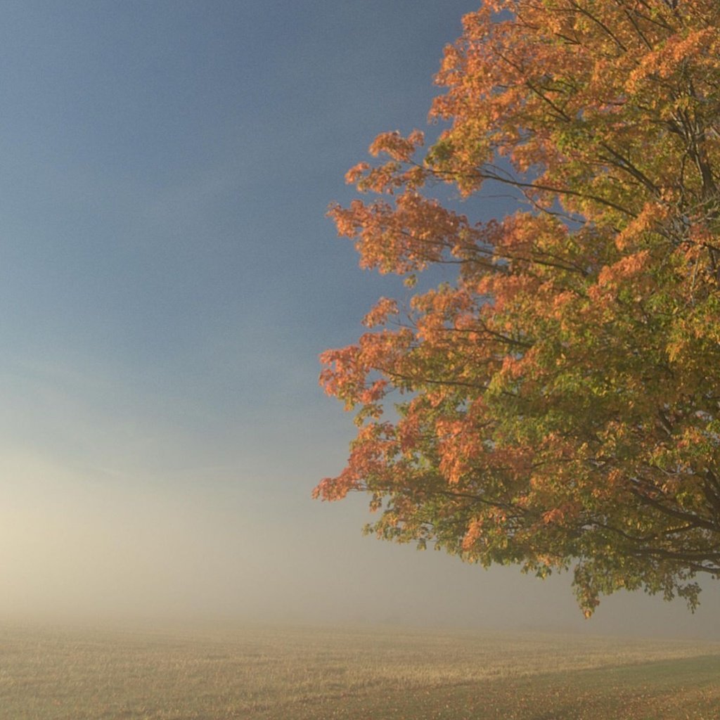 Обои дерево, туман, поле, tree, fog, field разрешение 1920x1201 Загрузить