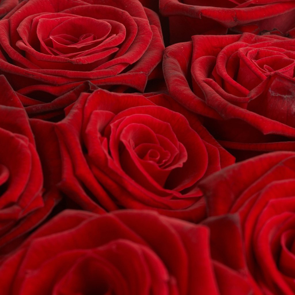 Обои обои, розы, красный, букет, wallpaper, roses, red, bouquet разрешение 2560x1600 Загрузить