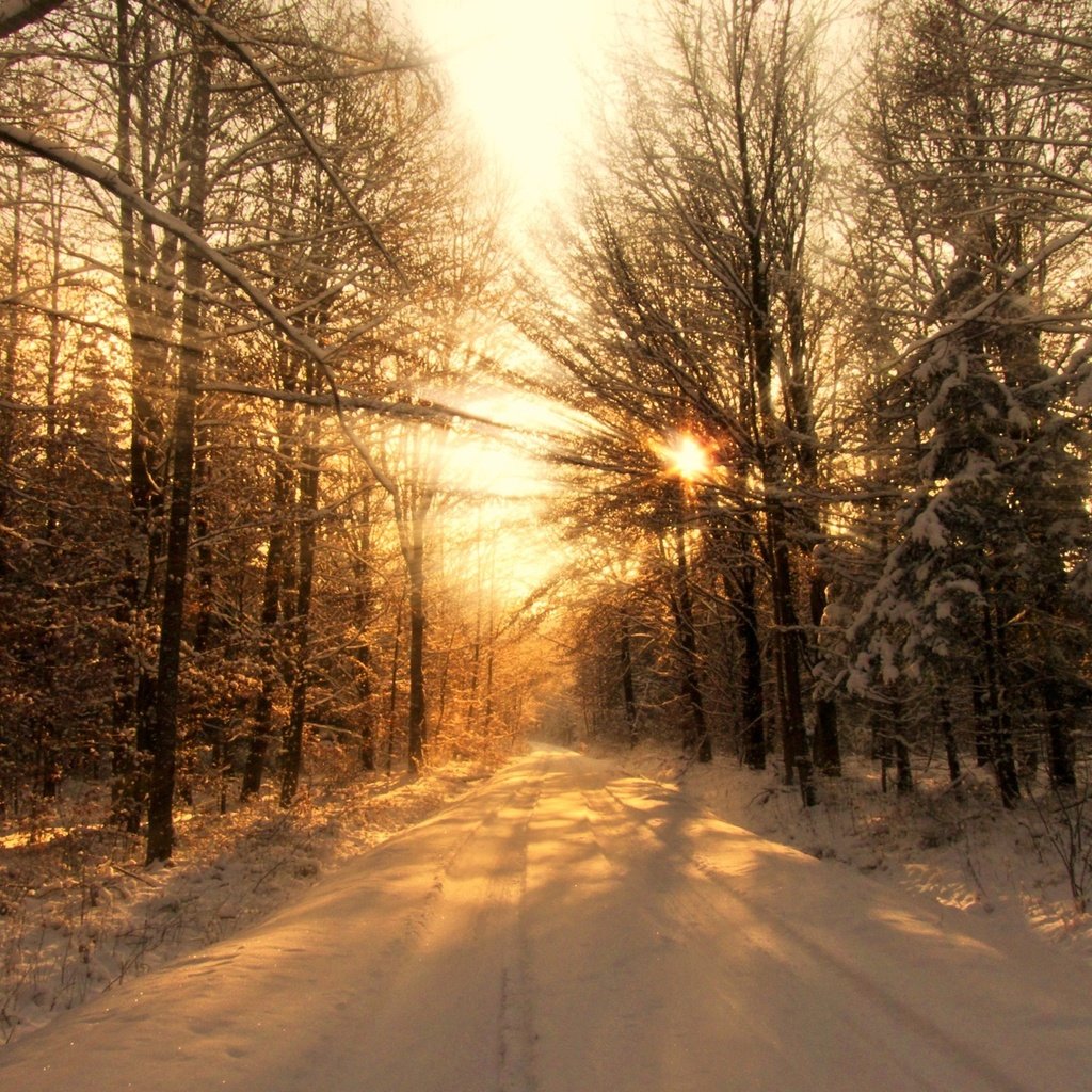 Обои свет, деревья, лес, зима, light, trees, forest, winter разрешение 2560x1600 Загрузить