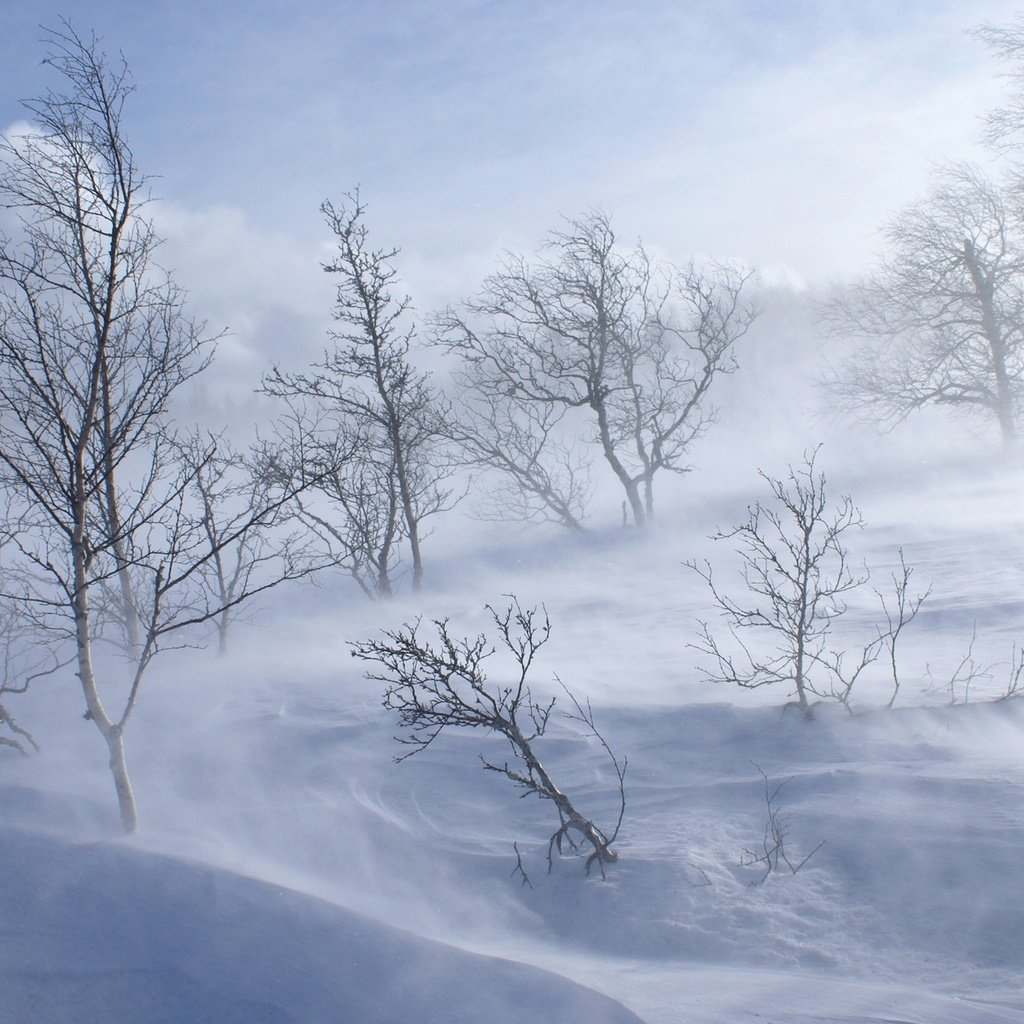 Обои деревья, снег, обои, лес, зима, холод, холм, вьюга, trees, snow, wallpaper, forest, winter, cold, hill, blizzard разрешение 1920x1200 Загрузить