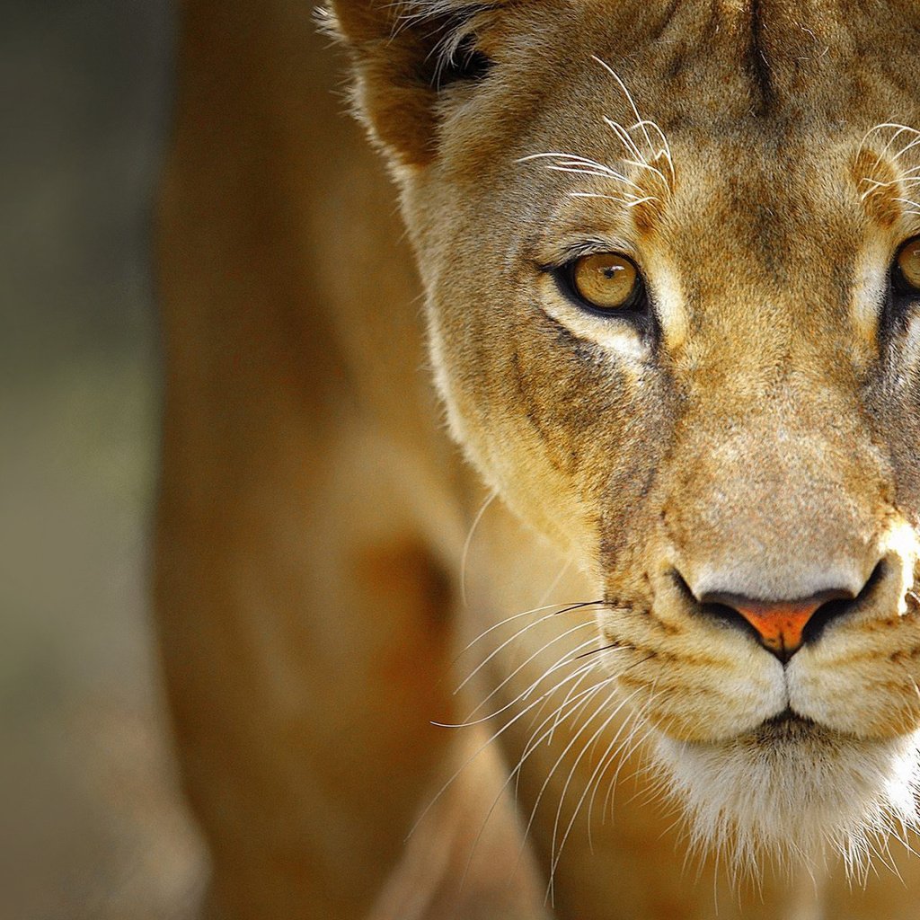 Обои глаза, морда, усы, хищник, лев, львица, eyes, face, mustache, predator, leo, lioness разрешение 1920x1200 Загрузить