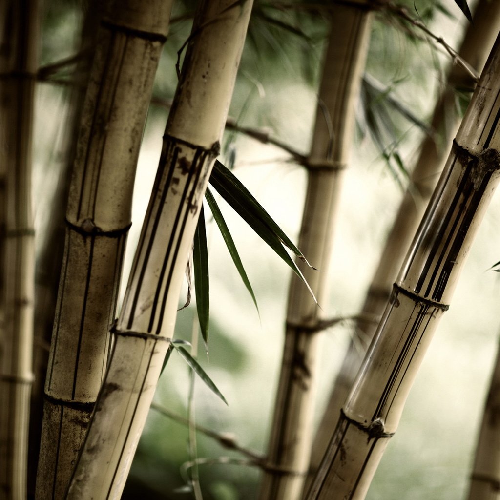 Обои природа, листья, бамбук, стебли, nature, leaves, bamboo, stems разрешение 2560x1600 Загрузить