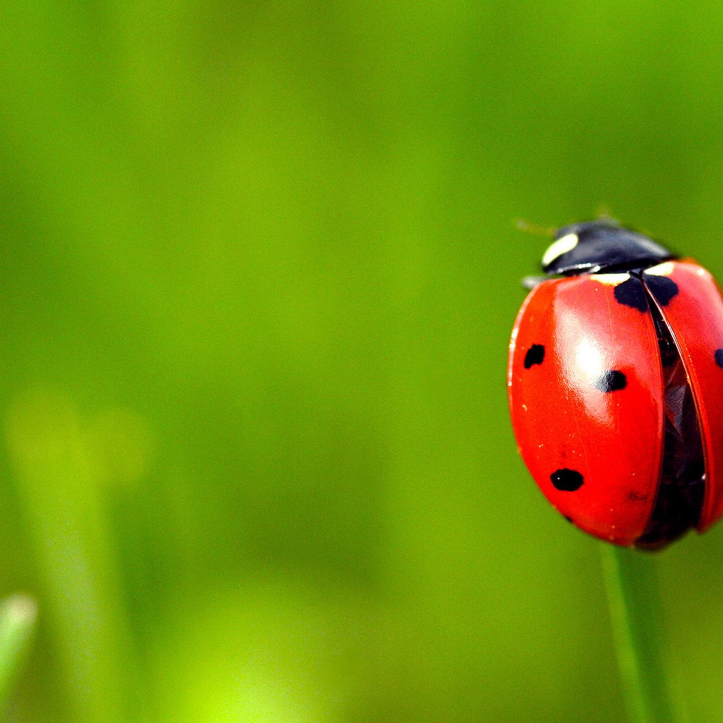 Обои природа, жук, насекомое, божья коровка, nature, beetle, insect, ladybug разрешение 1920x1200 Загрузить