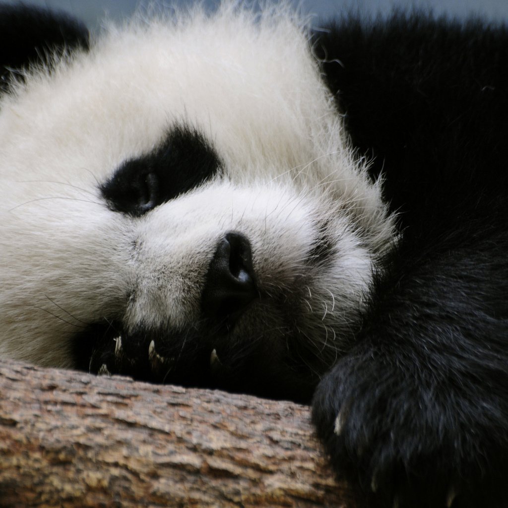 Обои ветка, панда, медведь, спит, бамбуковый медведь, большая панда, branch, panda, bear, sleeping, bamboo bear, the giant panda разрешение 2560x1600 Загрузить