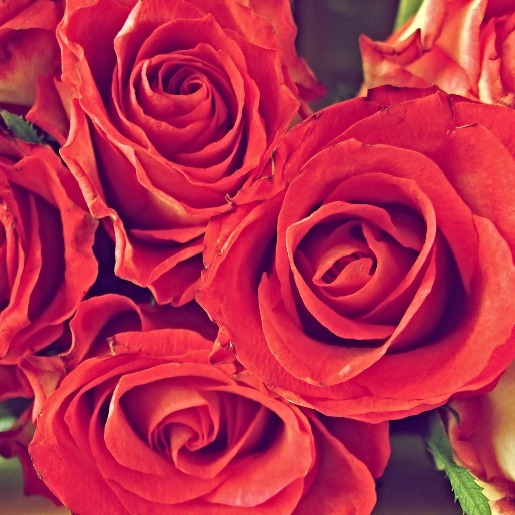 Обои роза, букет, rose, bouquet разрешение 1920x1200 Загрузить