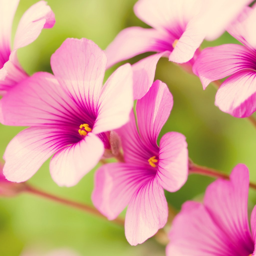 Обои цветы, лепестки, розовые, кислица, flowers, petals, pink, oxalis разрешение 1920x1080 Загрузить