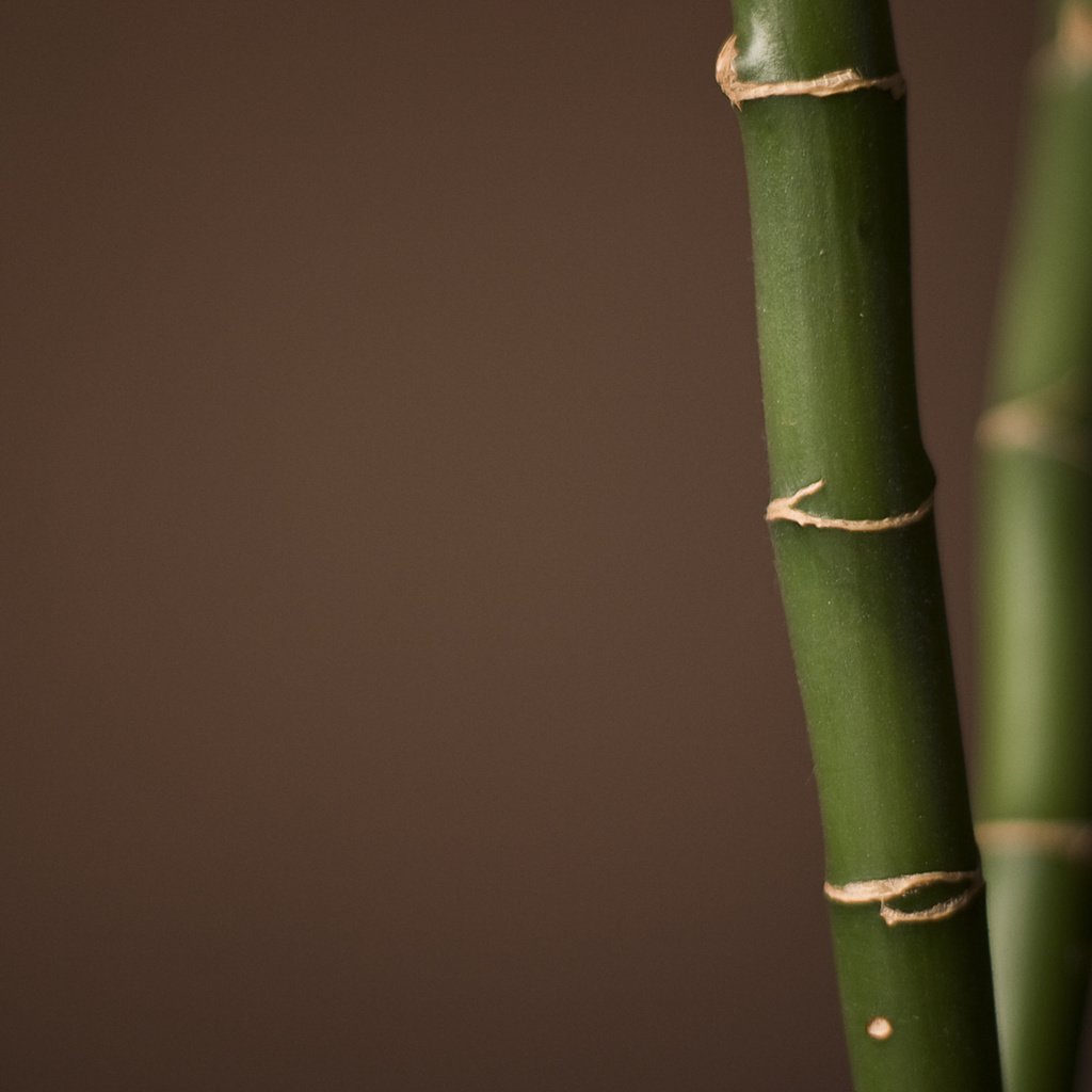 Обои бамбук, bamboo разрешение 1920x1200 Загрузить