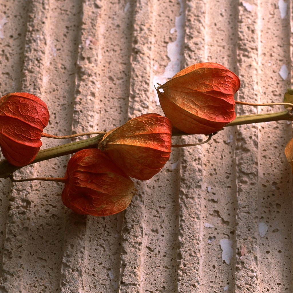 Обои растение, стебель, физалис, сухоцвет, коробочки, plant, stem, physalis, the dried flowers, boxes разрешение 1920x1200 Загрузить