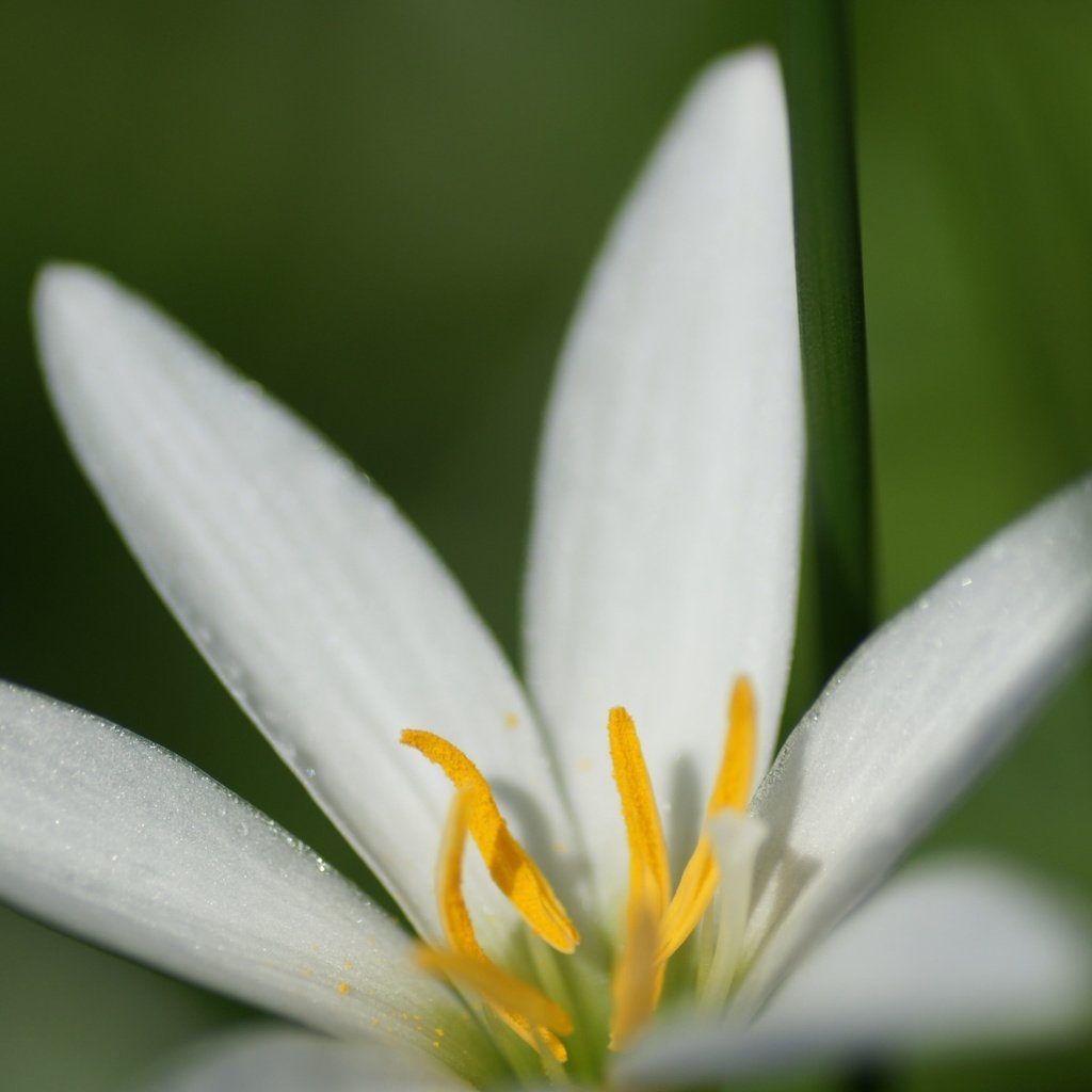 Обои макро, фон, цветок, белый, лилия, macro, background, flower, white, lily разрешение 1920x1200 Загрузить
