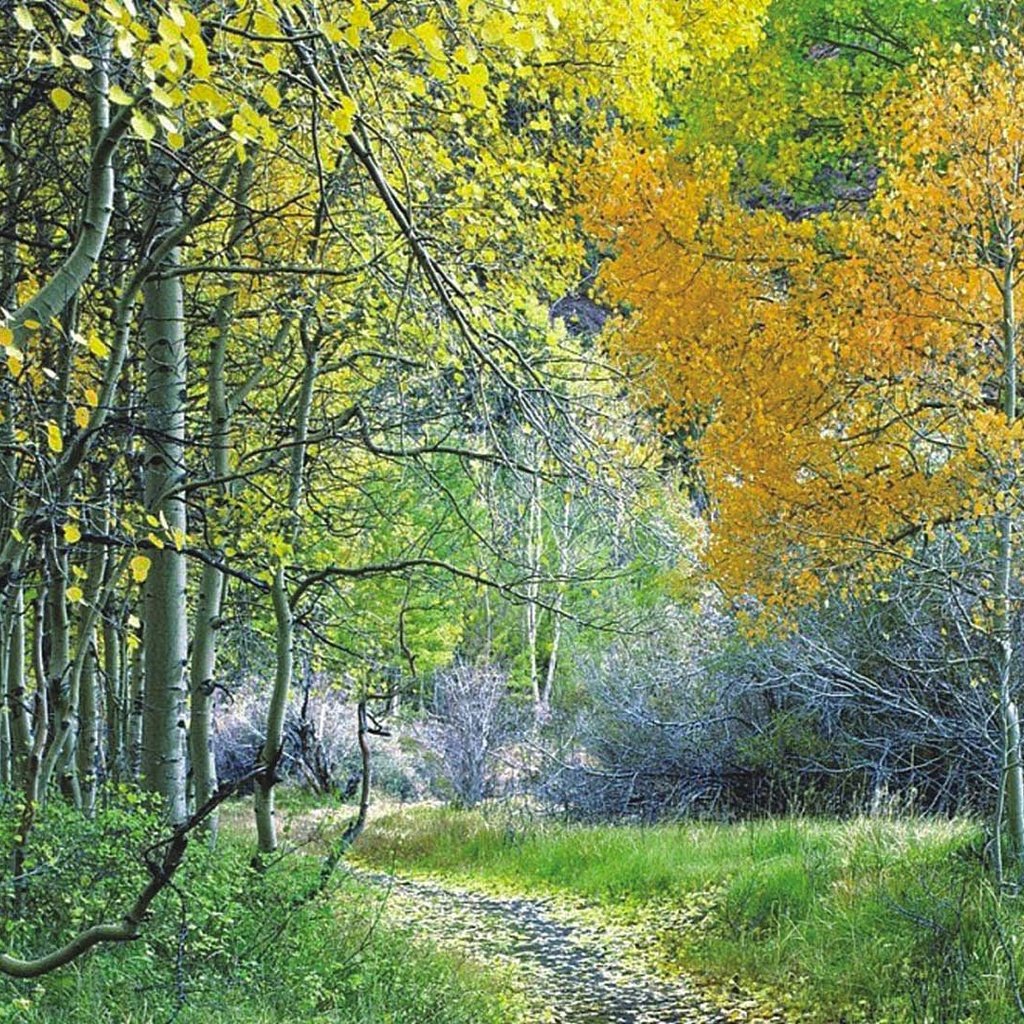 Обои деревья, лес, листья, листва, осень, тропа, trees, forest, leaves, foliage, autumn, trail разрешение 1920x1080 Загрузить