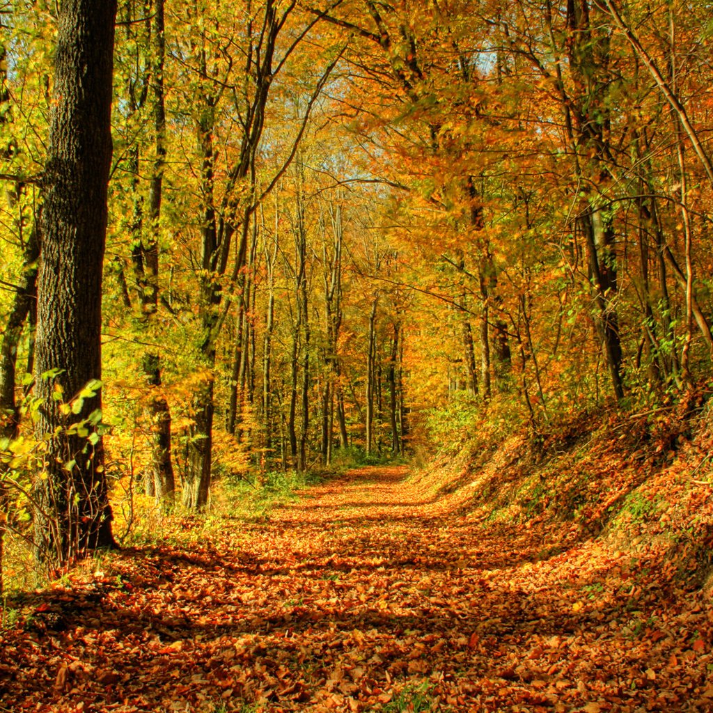 Обои деревья, солнце, лес, листья, листва, осень, тропа, trees, the sun, forest, leaves, foliage, autumn, trail разрешение 1920x1200 Загрузить