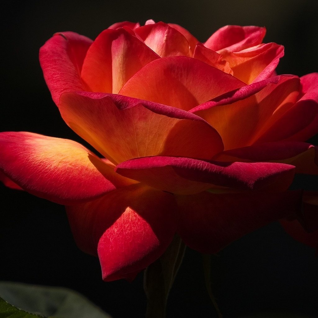 Обои макро, цветок, роза, лепестки, черный фон, macro, flower, rose, petals, black background разрешение 1920x1080 Загрузить