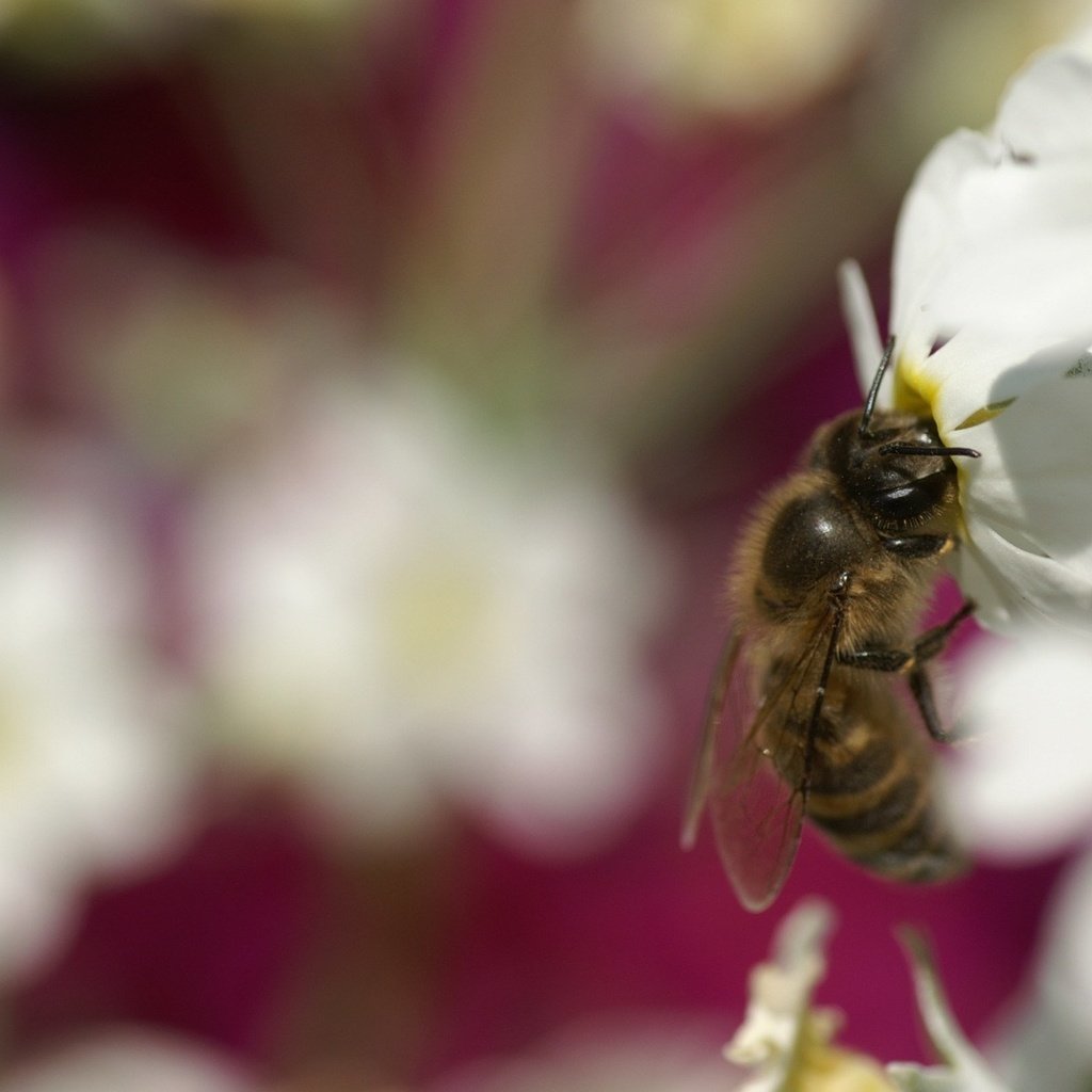 Обои цветы, насекомое, пчела, flowers, insect, bee разрешение 1920x1200 Загрузить