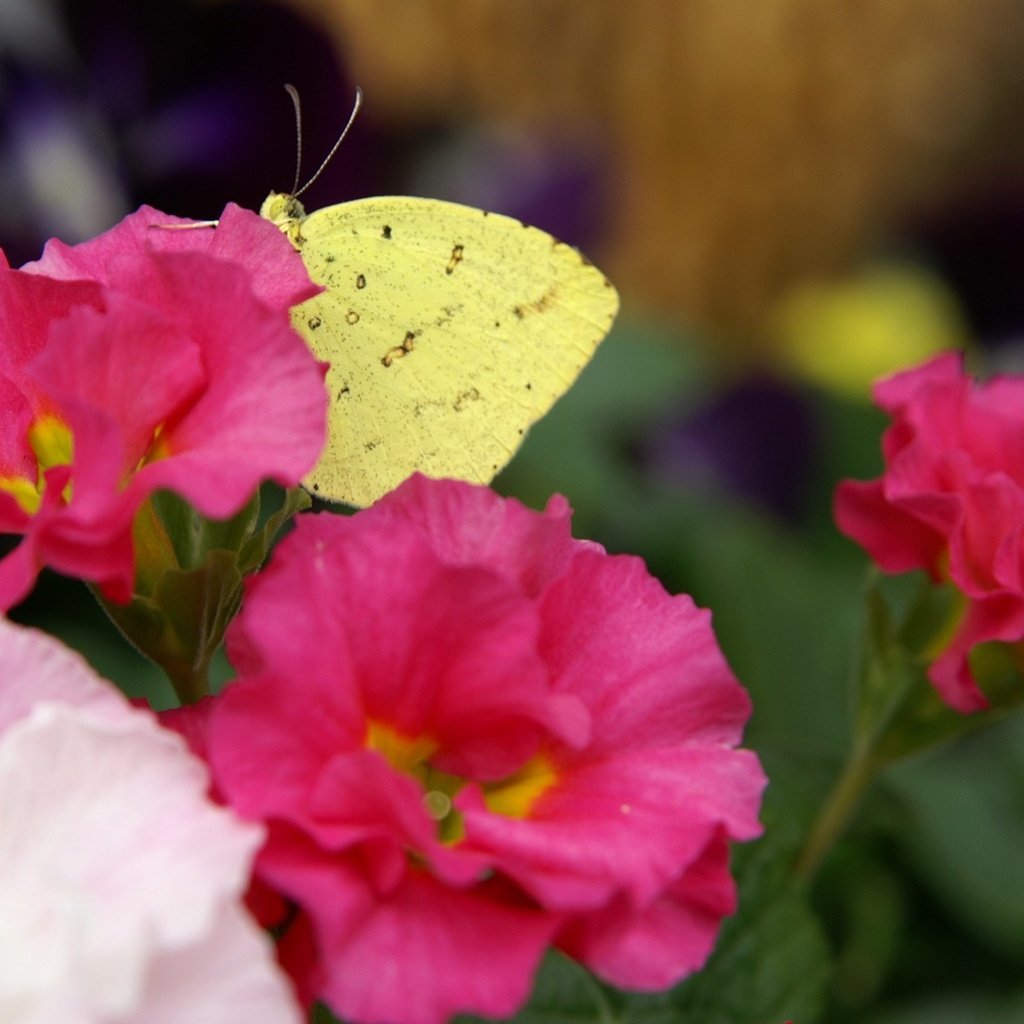 Обои цветы, насекомое, лепестки, бабочка, крылья, flowers, insect, petals, butterfly, wings разрешение 1920x1200 Загрузить