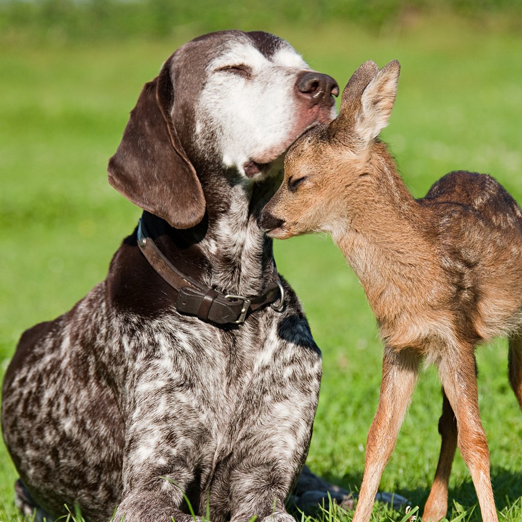 Обои нежность, дружба, доверие, tenderness, friendship, trust разрешение 1920x1080 Загрузить